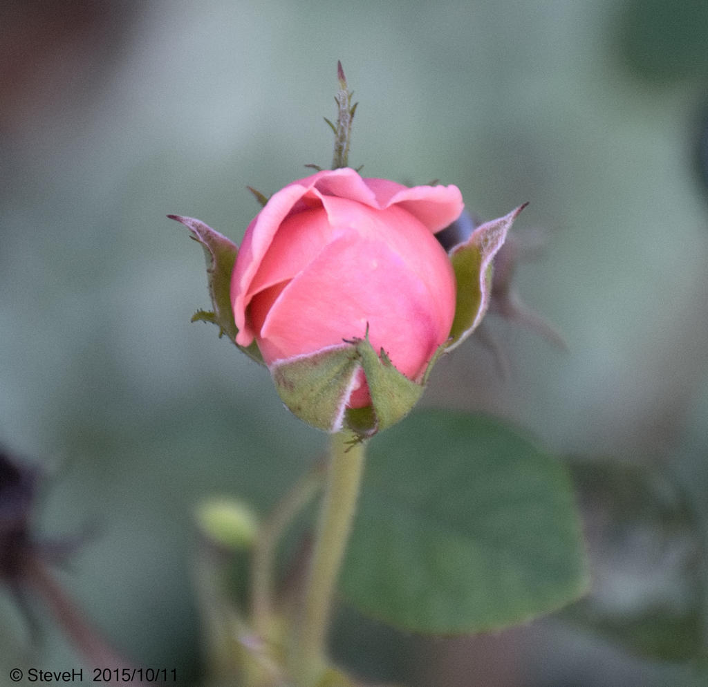 DSC_3118.jpg