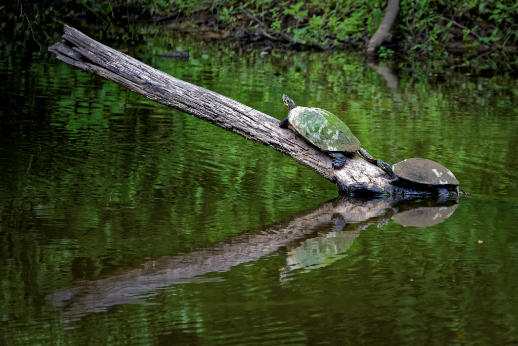 DSC_3118_DxO.jpg