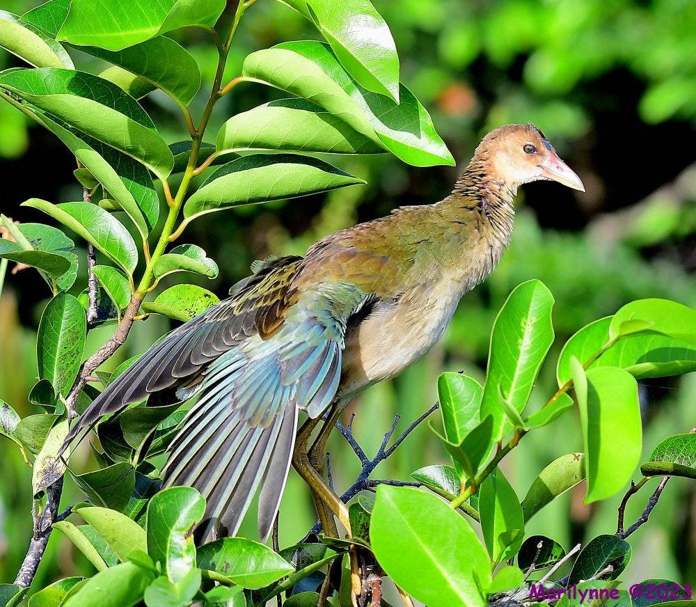 DSC_3120_001.JPG