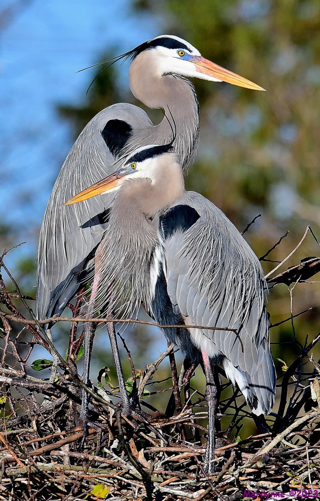 DSC_3121_001.JPG