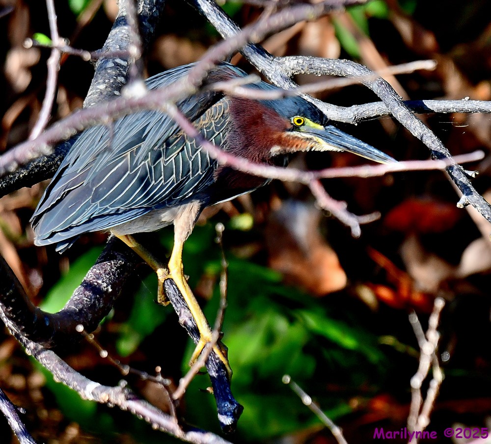 DSC_3123_001.JPG