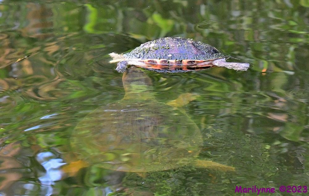 DSC_3129_001.JPG