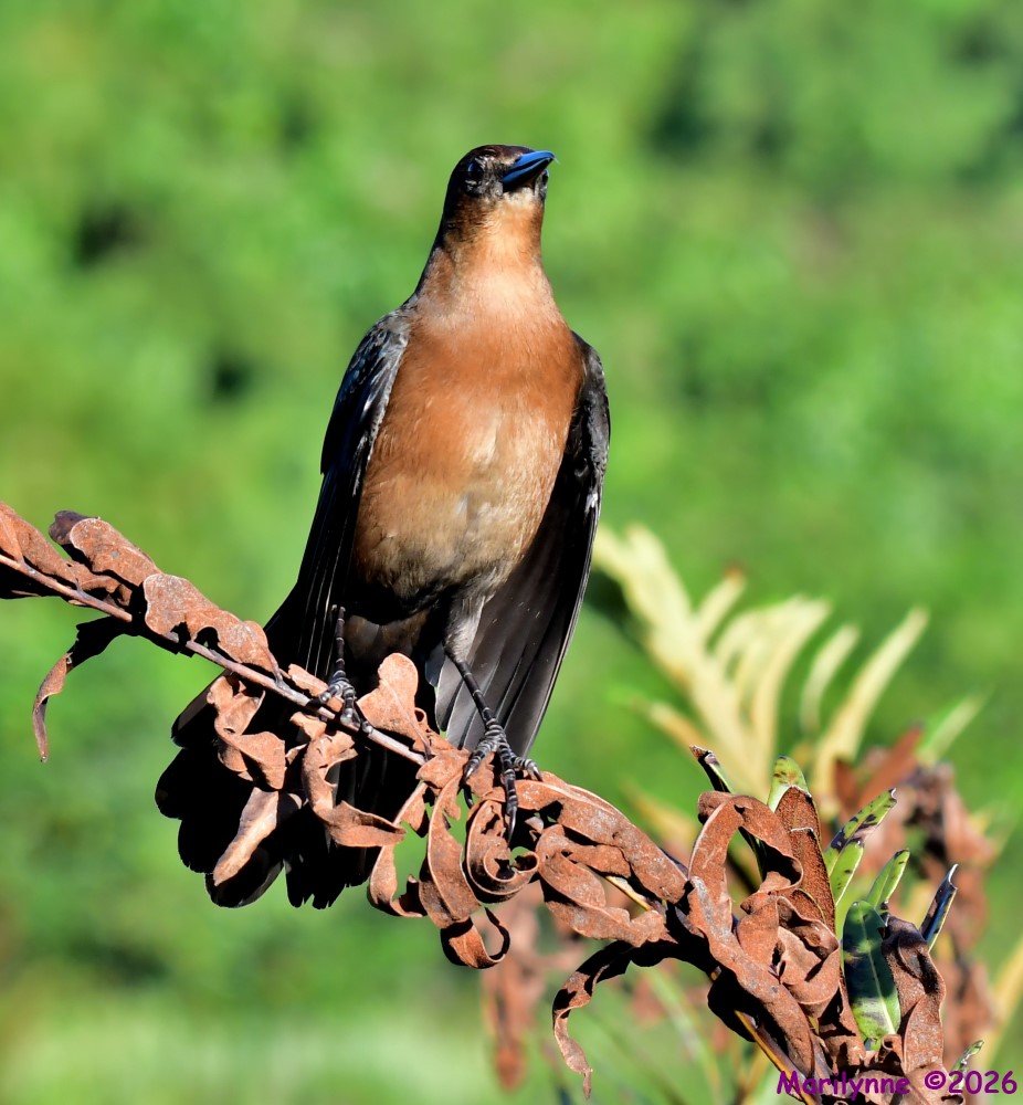 DSC_3132_001.JPG