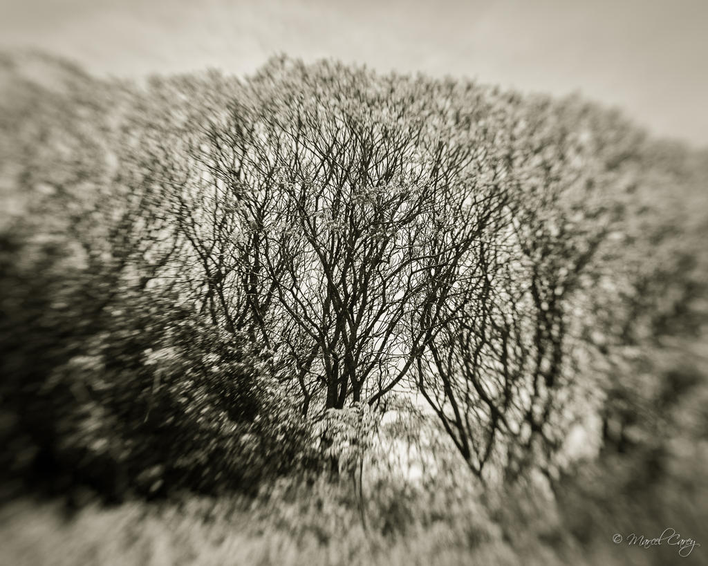DSC_3135.jpg