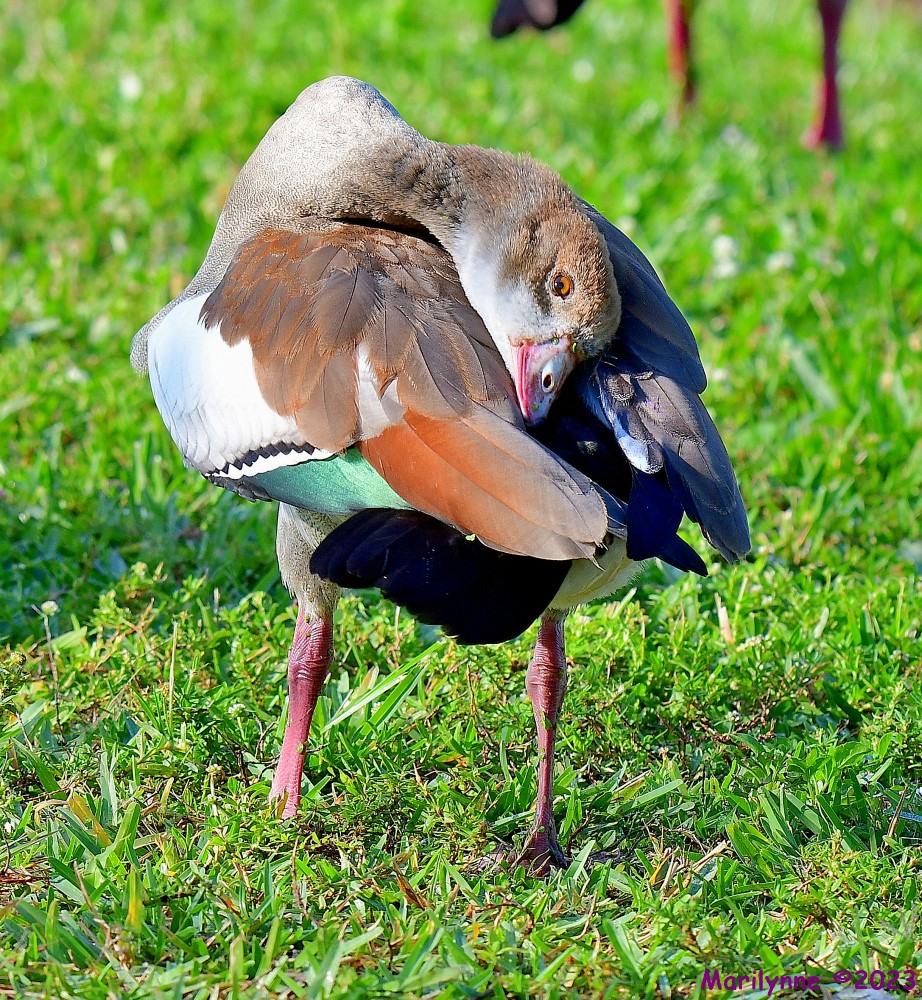DSC_3135_001.JPG