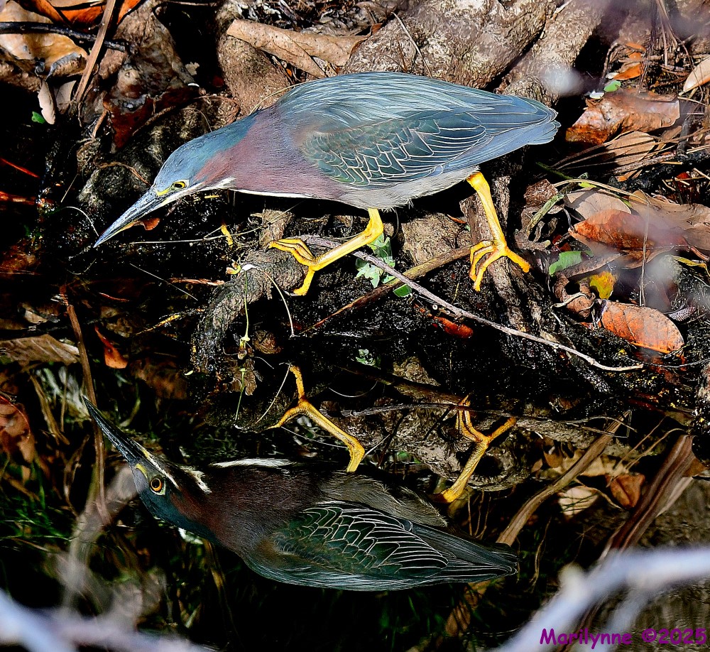 DSC_3135_001.JPG