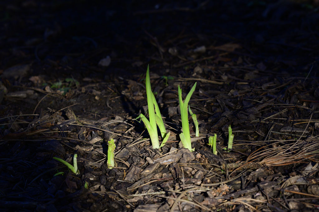 DSC_3136.jpg