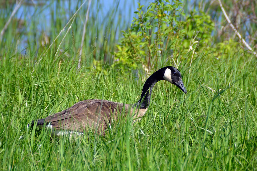 DSC_3137.jpg
