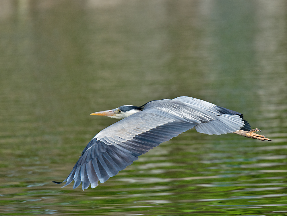 DSC_3138.jpg