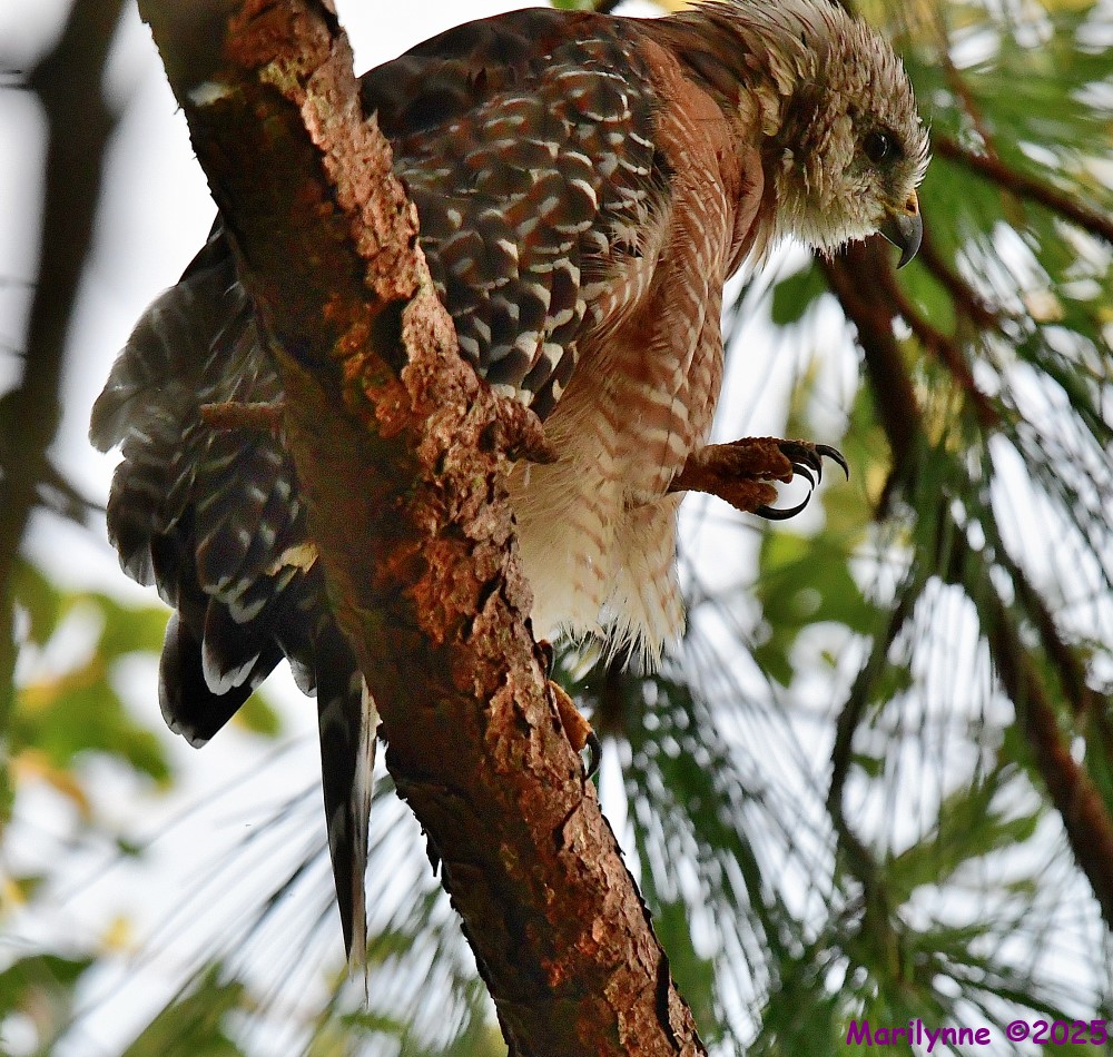 DSC_3138_001.JPG