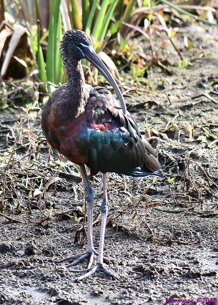 DSC_3143_001.JPG