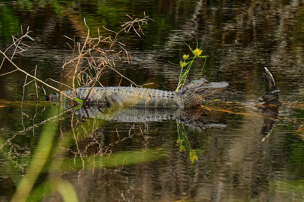 DSC_3145.jpg