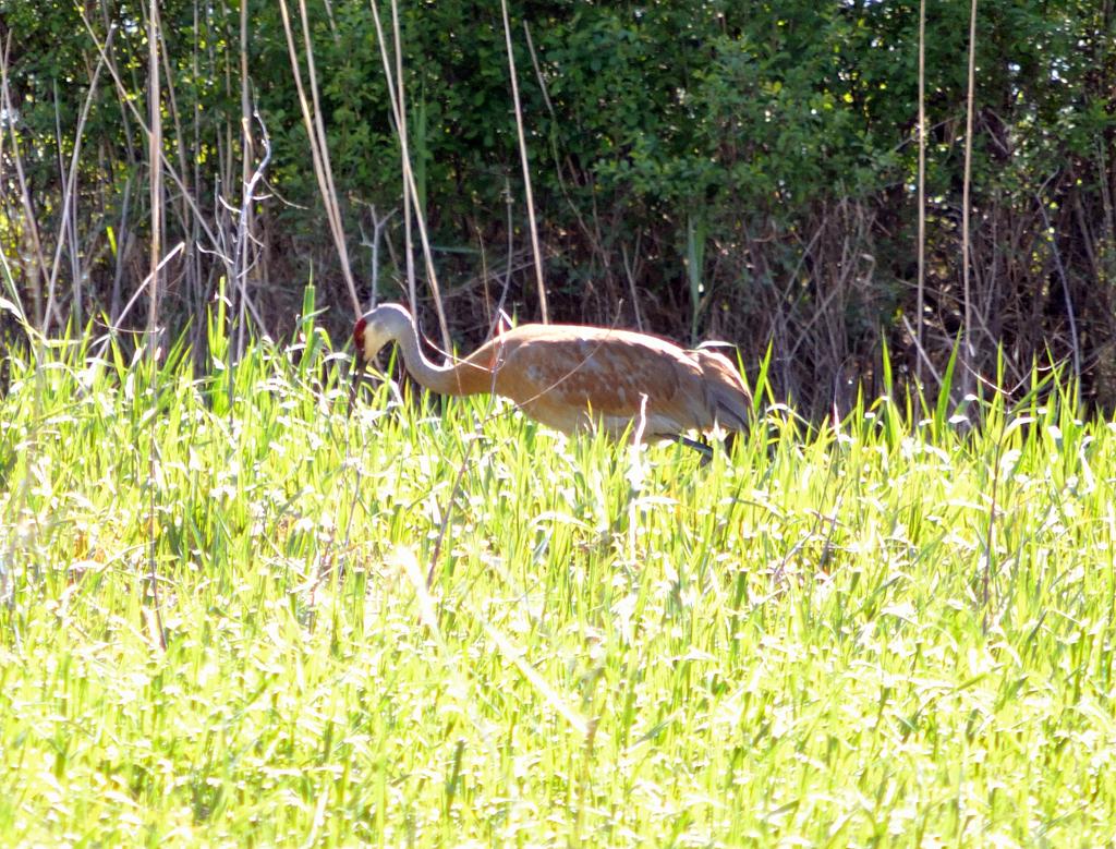 DSC_3145.jpg
