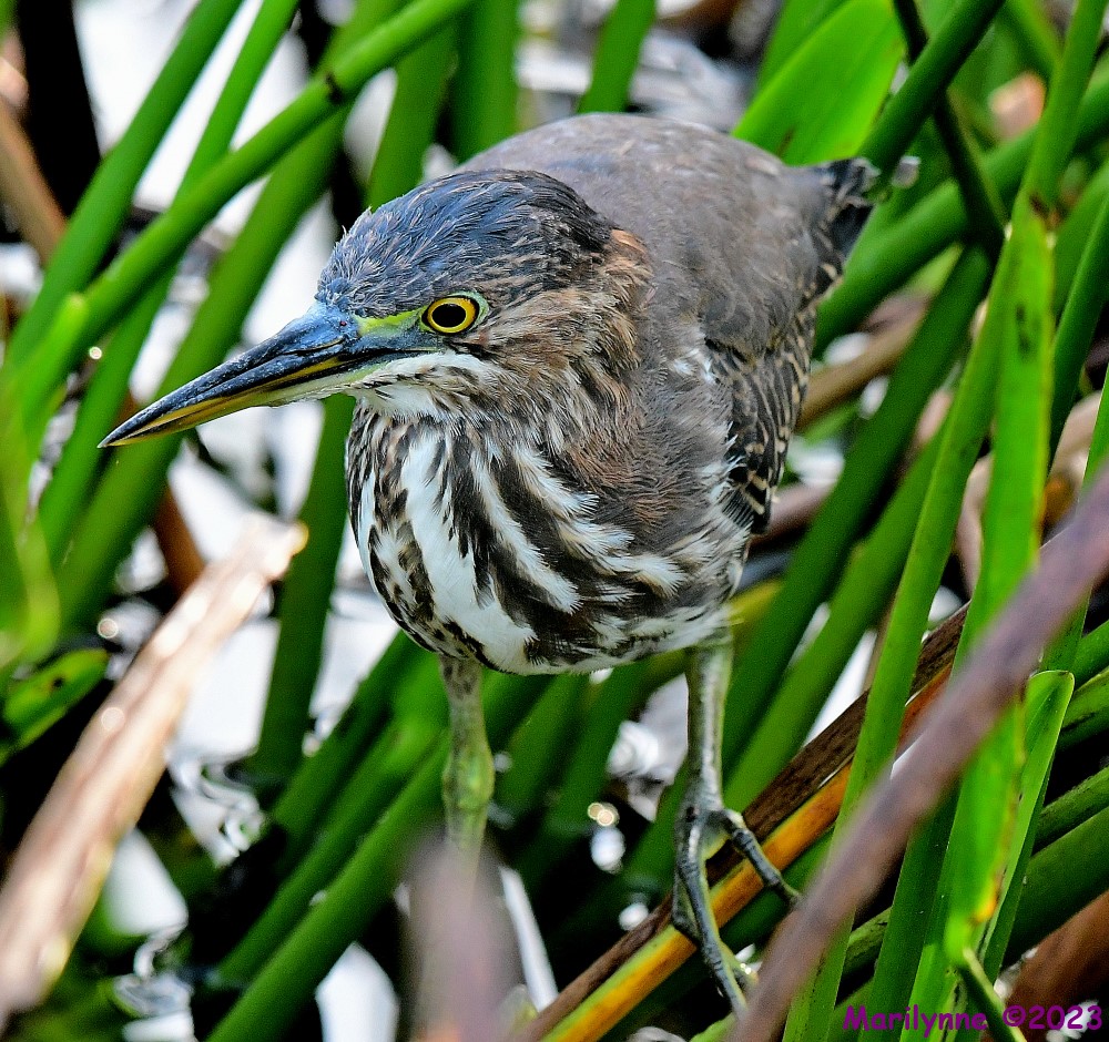 DSC_3145_001.JPG