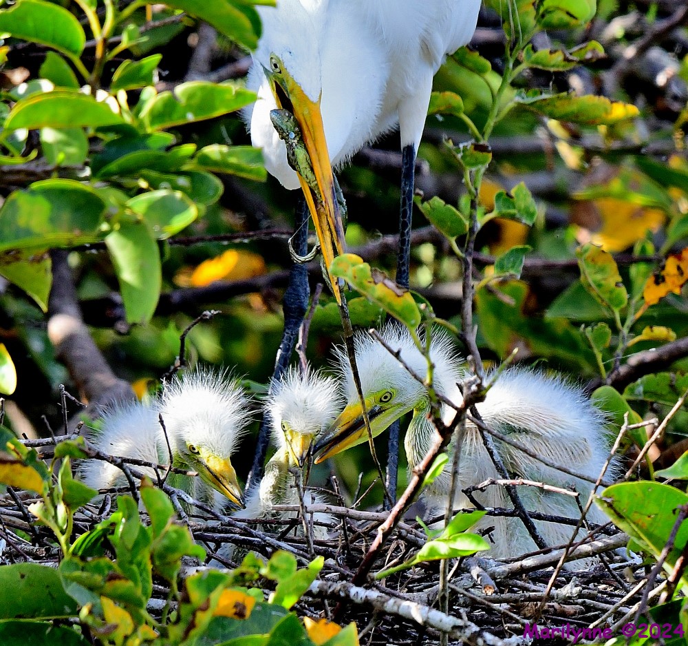 DSC_3145_001.JPG