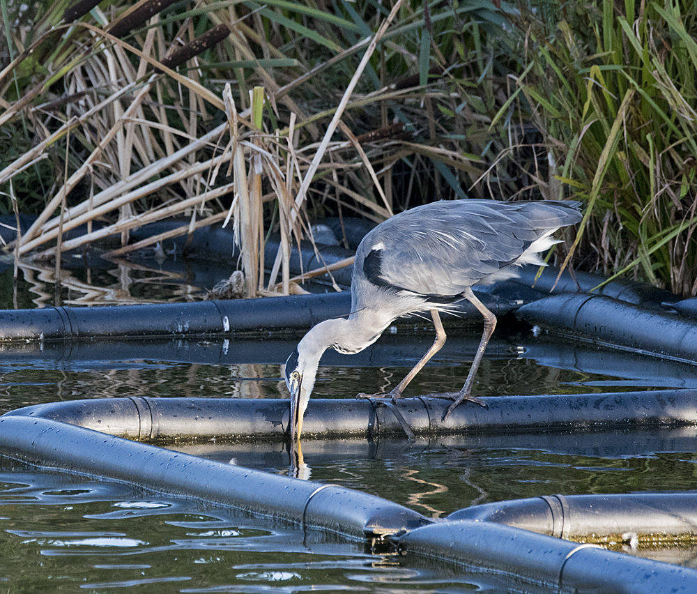 DSC_3147.jpg