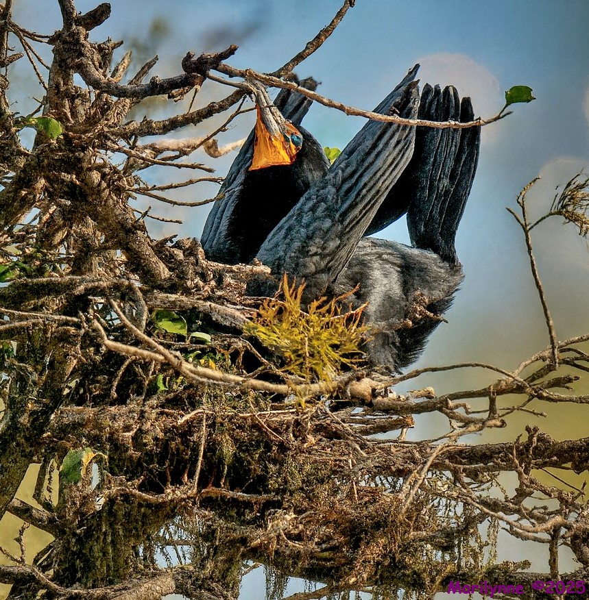 DSC_3148 copy_001.JPG