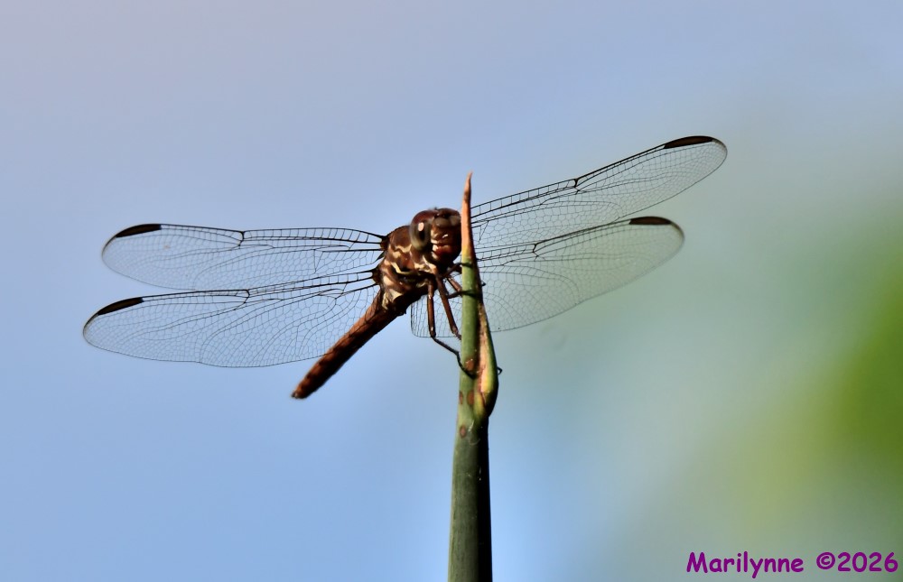 DSC_3148_001.JPG