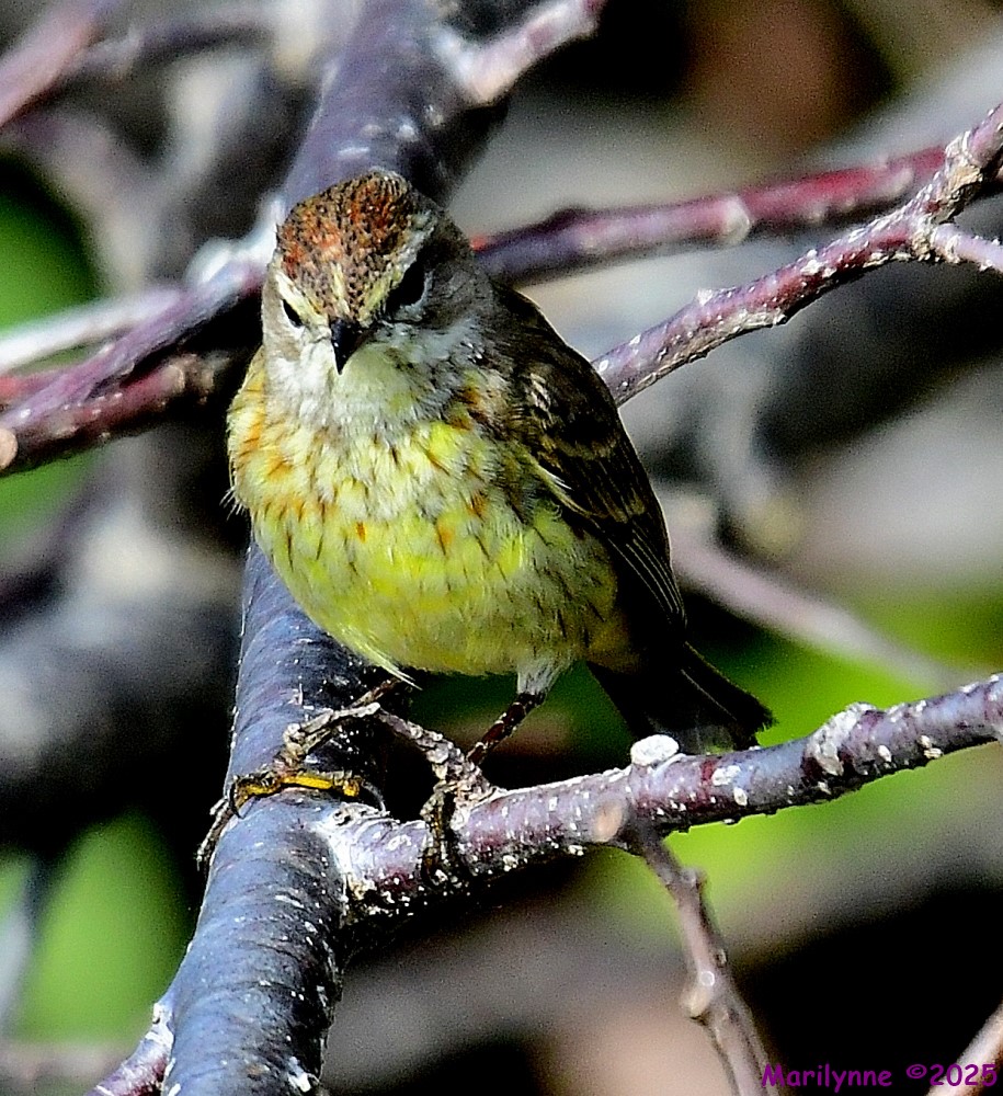 DSC_3150_001.JPG
