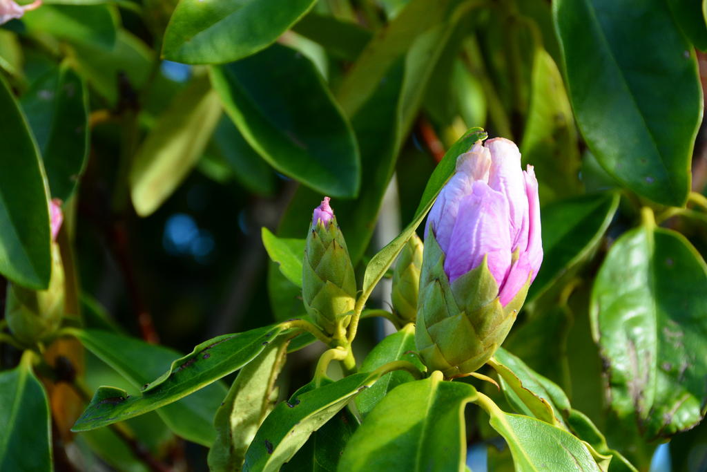 DSC_3152.jpg