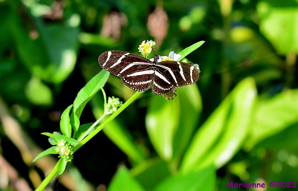 DSC_3153_001.JPG