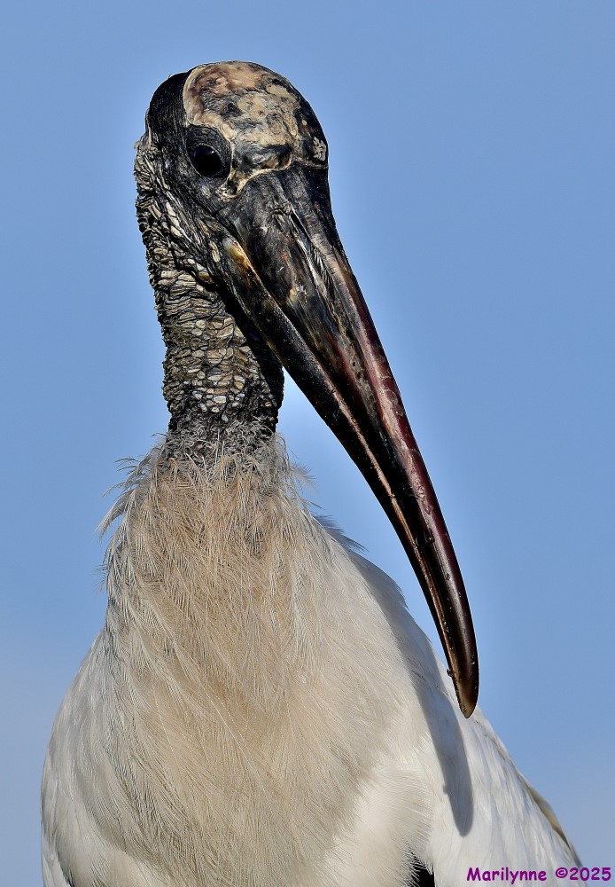 DSC_3154_001.JPG