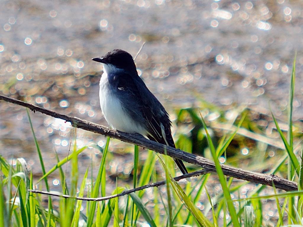 DSC_3157.jpg