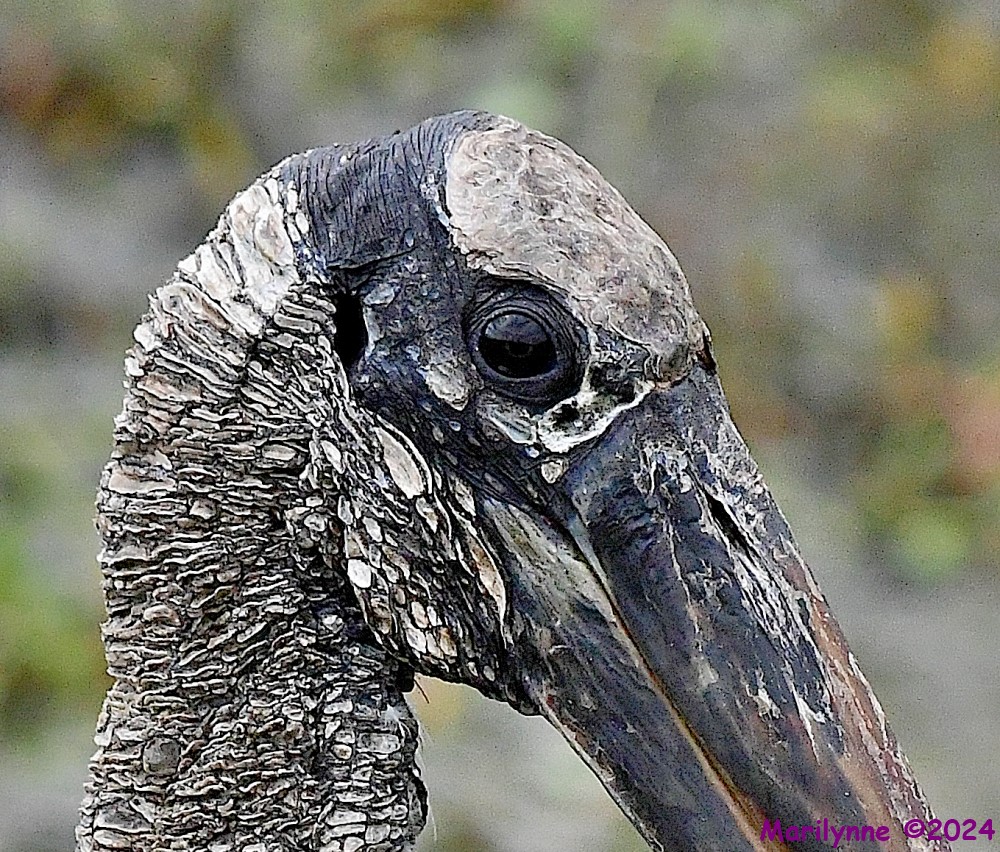 DSC_3160_001.JPG