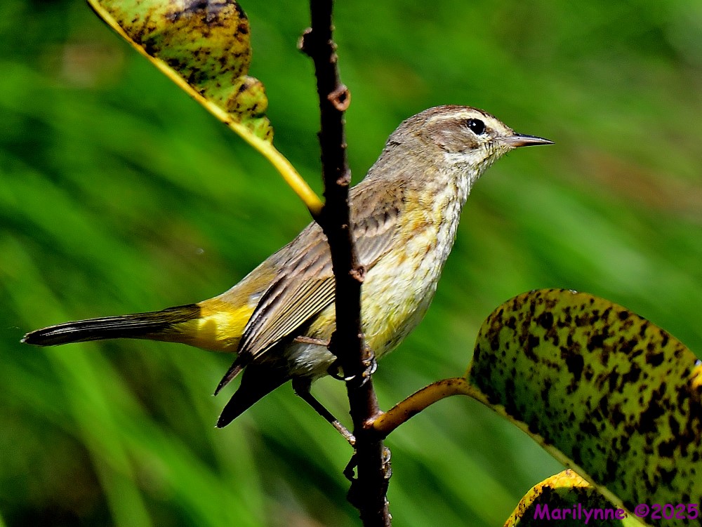 DSC_3163_001.JPG
