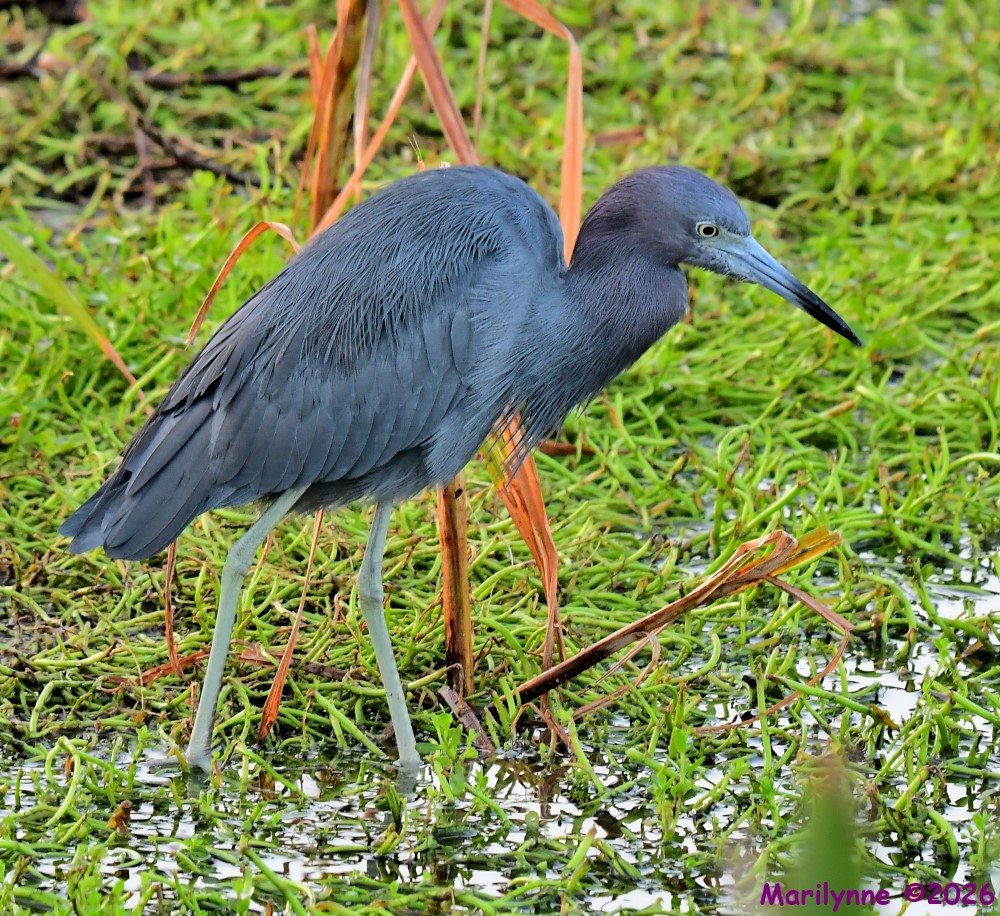 DSC_3164_001.JPG