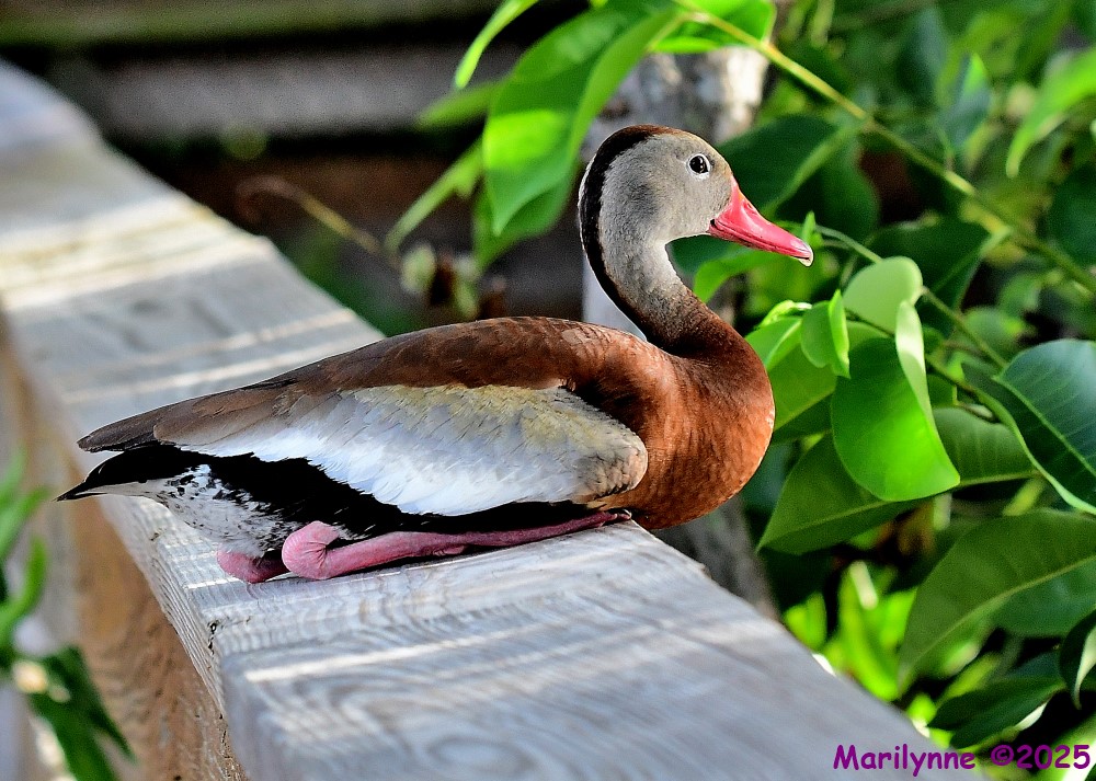DSC_3167_001.JPG