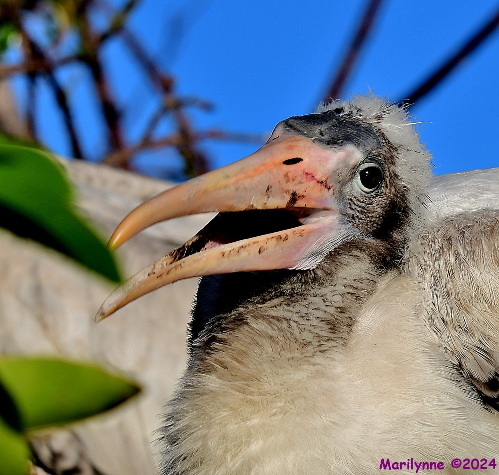 DSC_3169_001.JPG