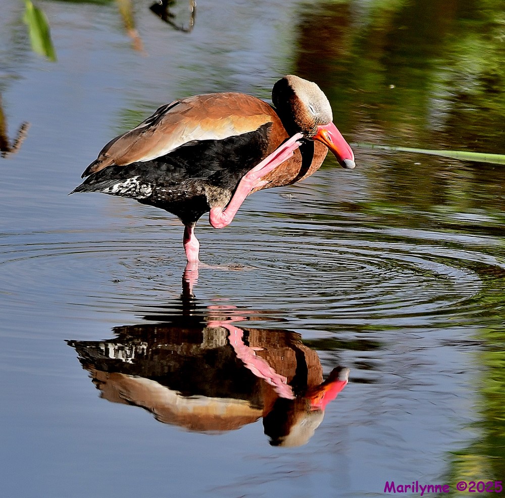 DSC_3170_001.JPG