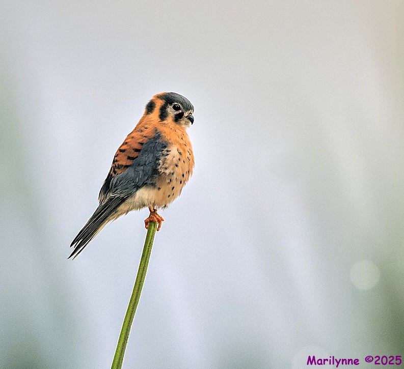 DSC_3171 copy_001.JPG