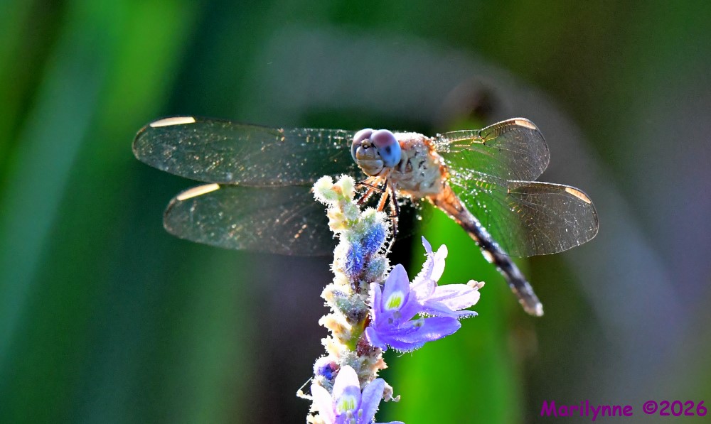 DSC_3174_001.JPG