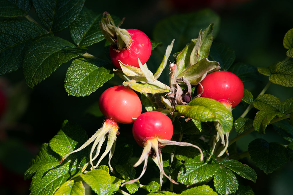DSC_3175.jpg