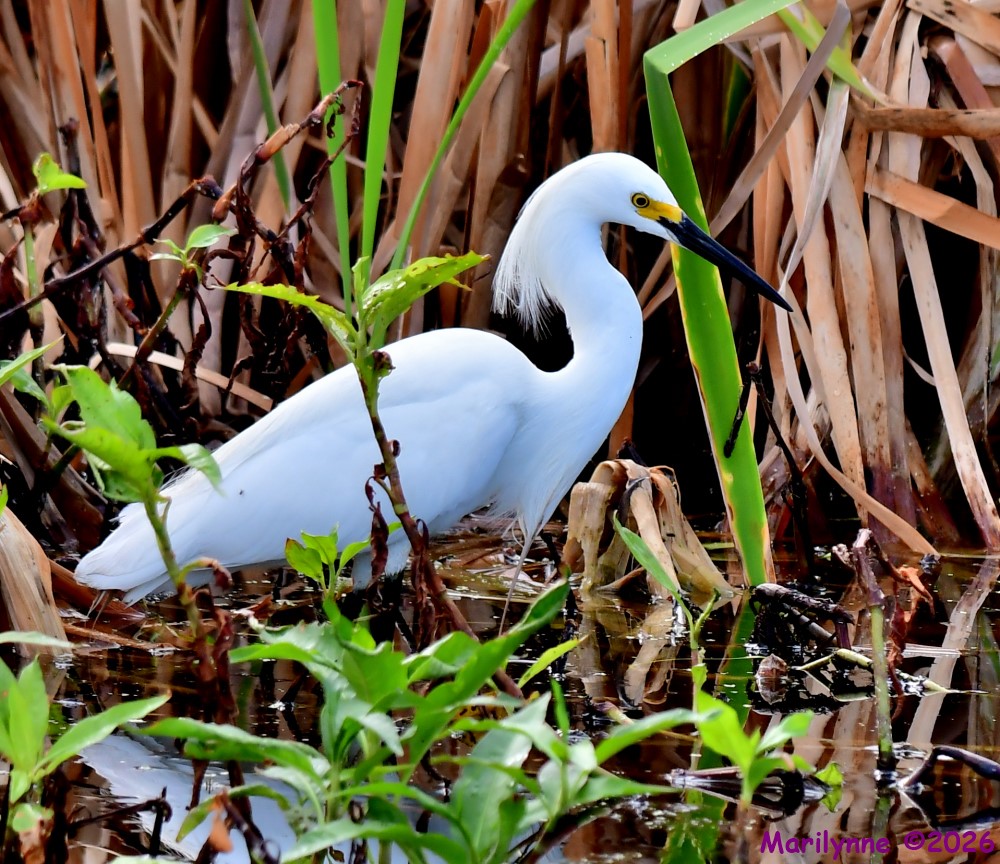 DSC_3179_001.JPG