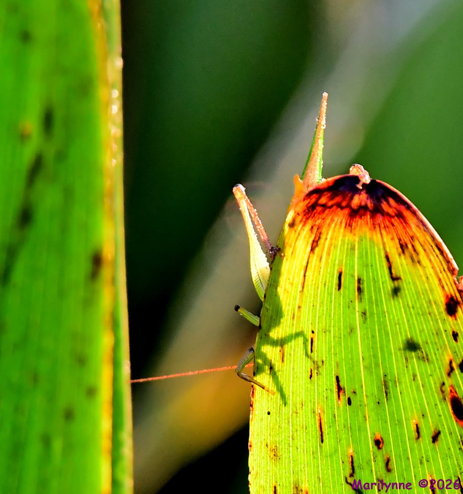DSC_3179_001.JPG