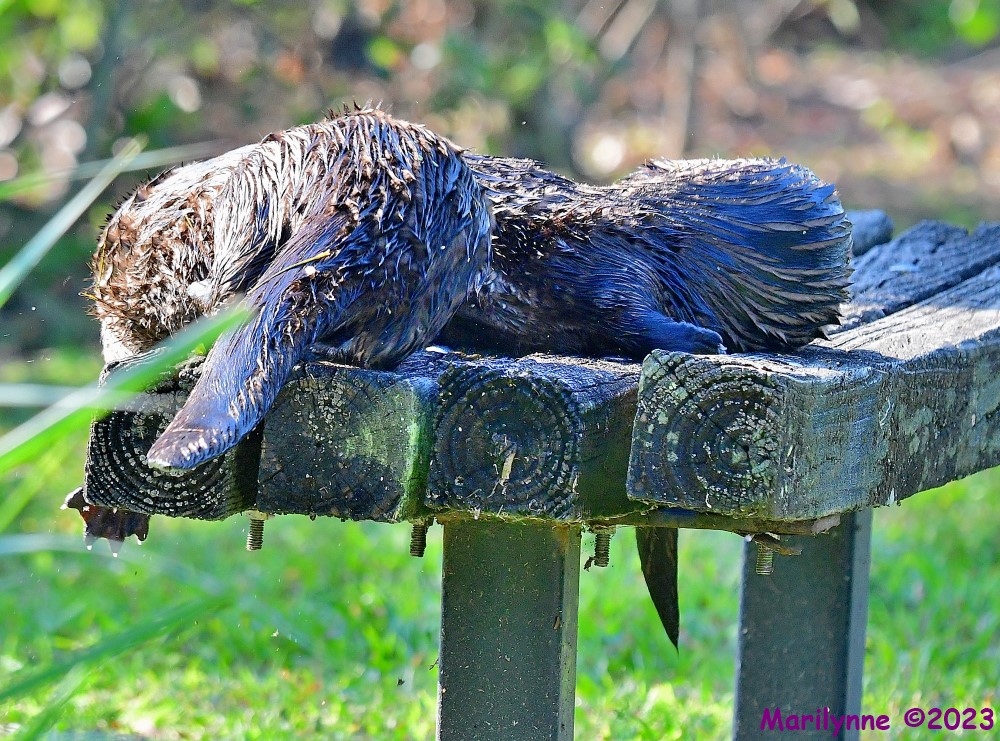 DSC_3182_001.JPG