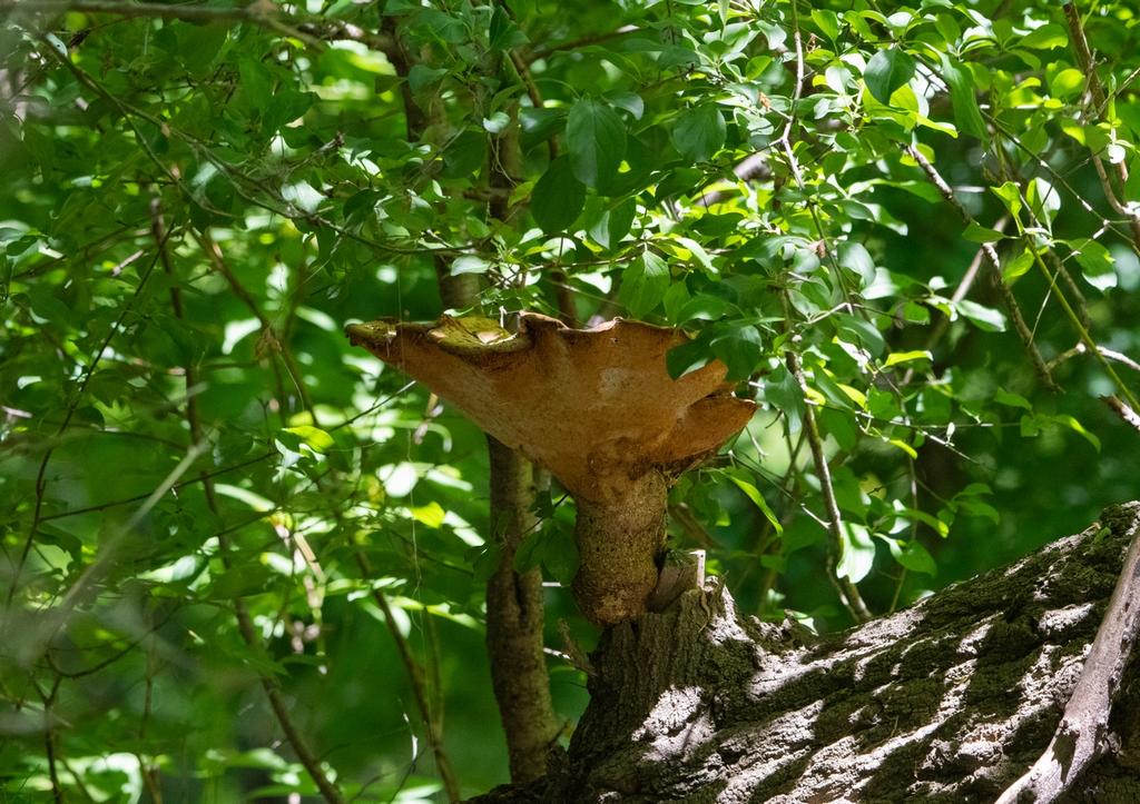 DSC_3184.jpg