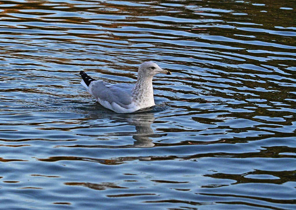 DSC_3186.jpg