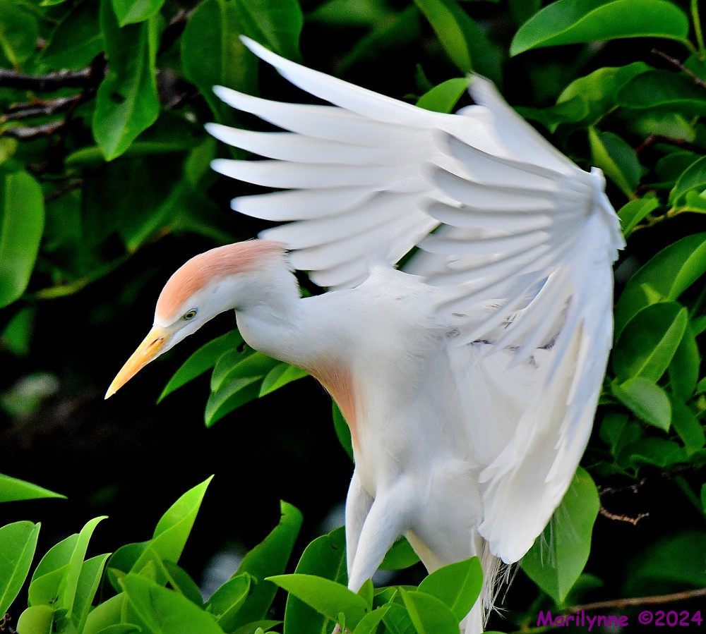DSC_3186_001.JPG