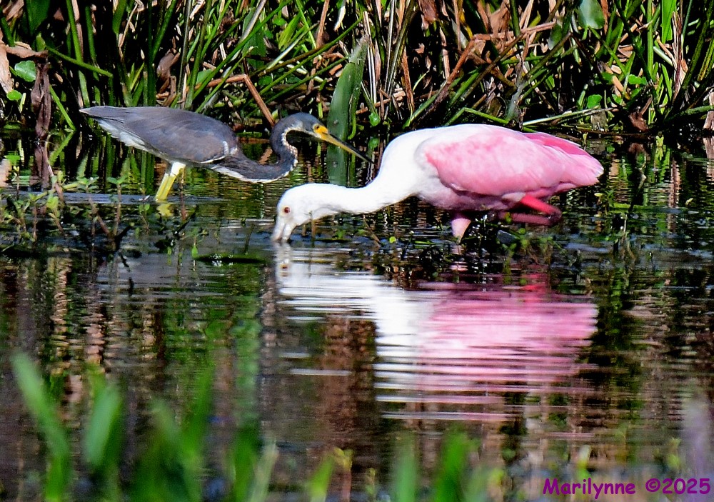 DSC_3187_001.JPG