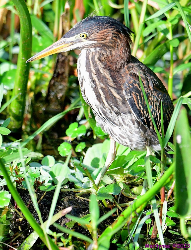 DSC_3188_001.JPG