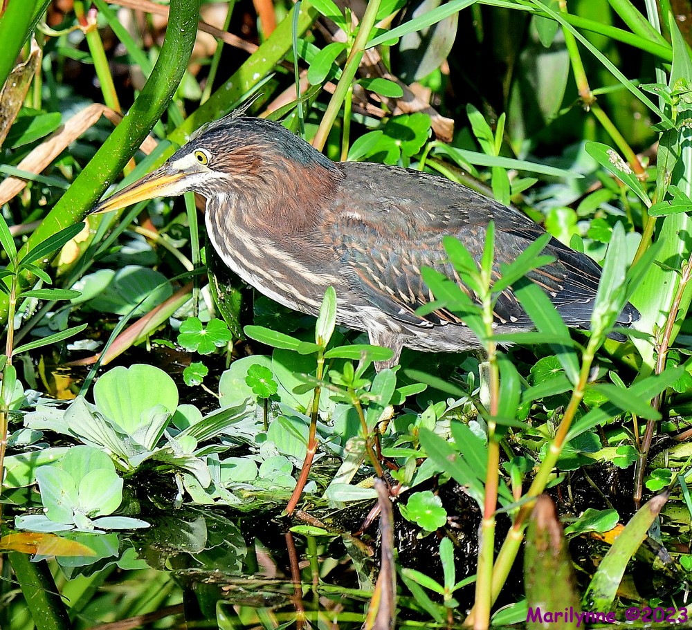 DSC_3191_001.JPG