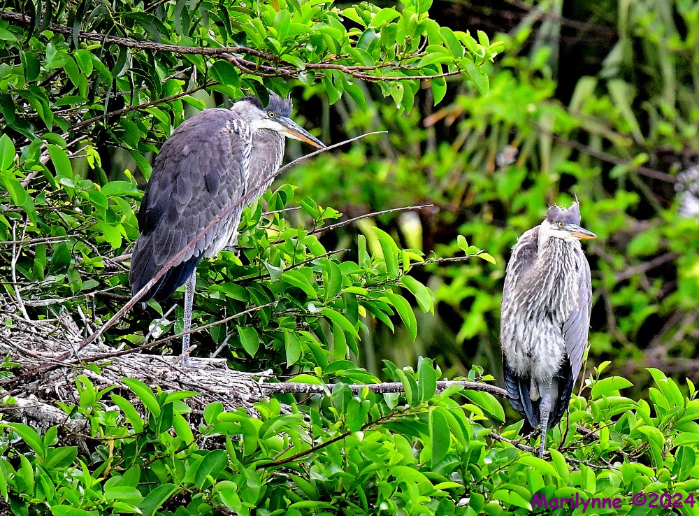 DSC_3195_001.JPG