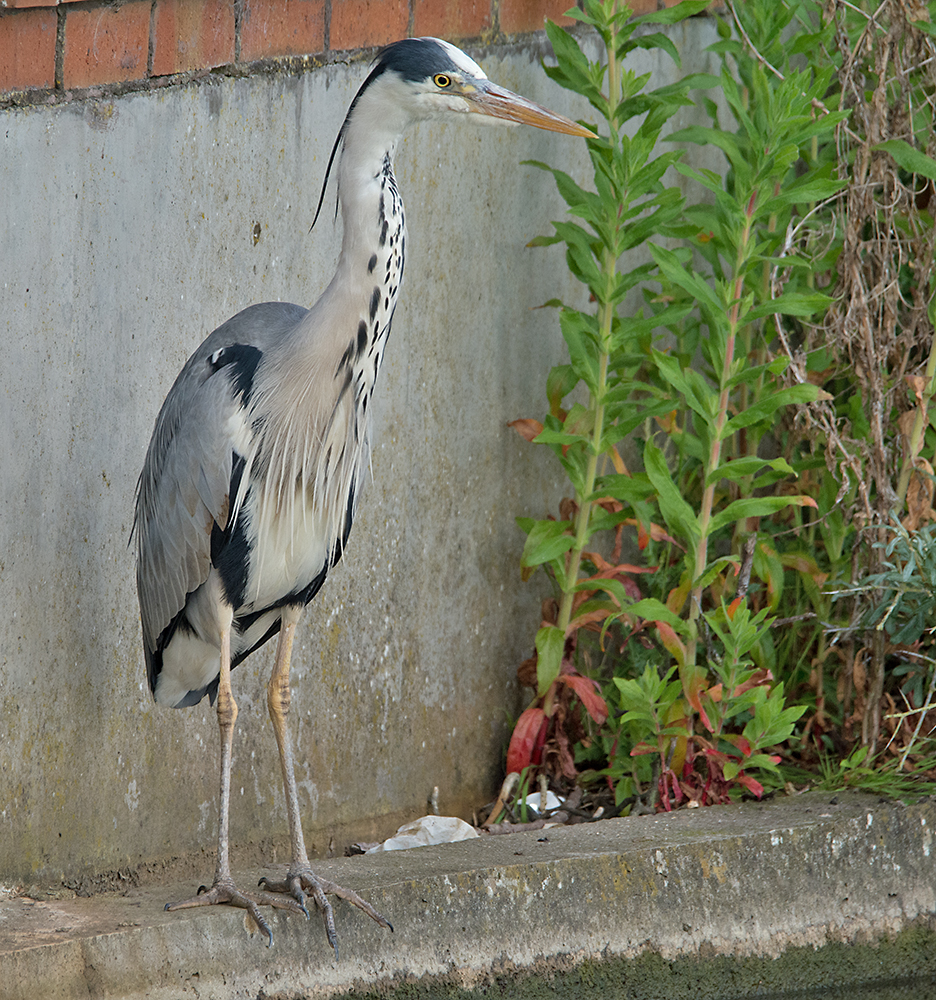 DSC_3197.jpg