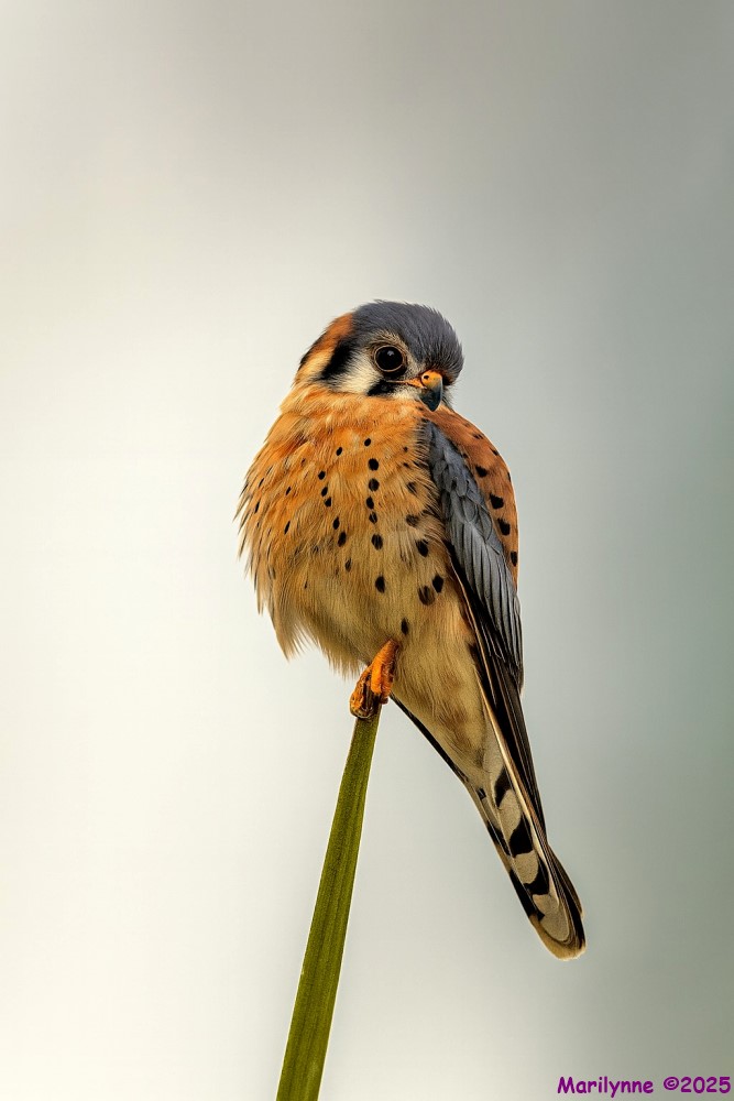 DSC_3198 copy_001.JPG