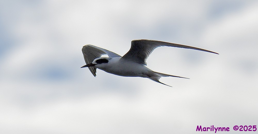 DSC_3200_001.JPG