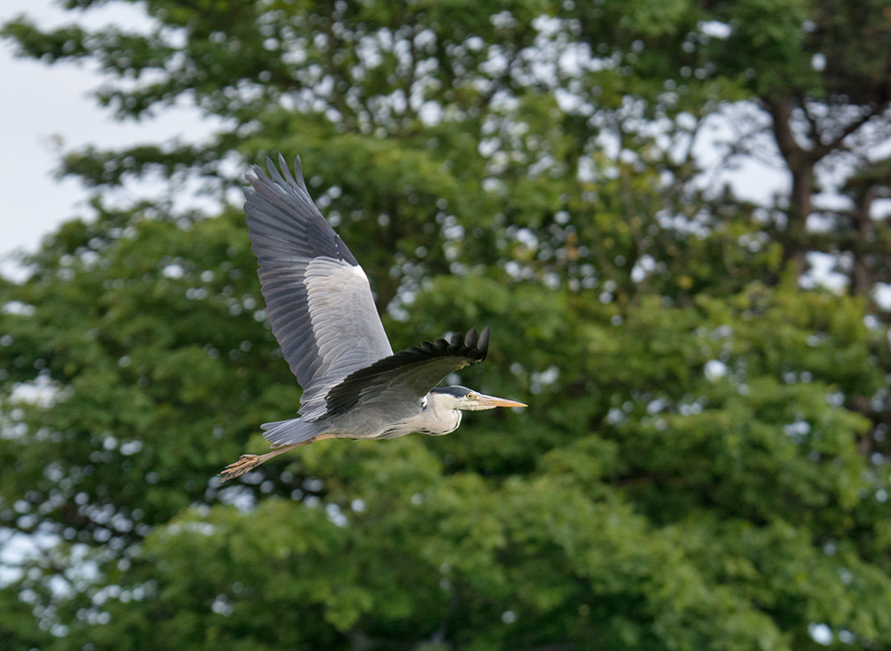 DSC_3201.jpg